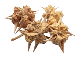 Akarkara